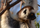 【Verreaux's sifaka：シファカ】