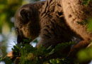ベレンティ保護区【Brown lemurs:ブラウンレミュール】