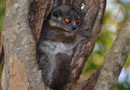 ベレンティ保護区【Sportive Lemurs：イタチキツネザル】