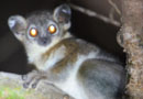 ベレンティ保護区【Sportive Lemurs：イタチキツネザル】