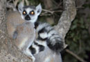 ベレンティ保護区【Ring-tailed lemur：ワオキツネザル】