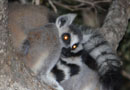 ベレンティ保護区【Ring-tailed lemur：ワオキツネザル】