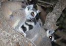 ベレンティ保護区【Ring-tailed lemur：ワオキツネザル】