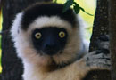 ベレンティ保護区【Verreaux's sifaka：シファカ】