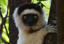 ベレンティ保護区【Verreaux's sifaka：シファカ】