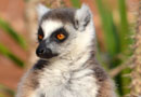 ベレンティ保護区【Ring-tailed lemur：ワオキツネザル】