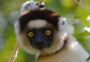 ベレンティ保護区【Verreaux's sifaka：シファカ】