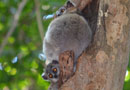 【Sportive Lemurs：イタチキツネザル】