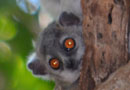 【Sportive Lemurs：イタチキツネザル】