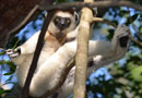 ベレンティ保護区【Verreaux's sifaka：シファカ】