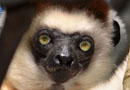 ベレンティ保護区【Verreaux's sifaka：シファカ】