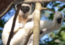 ベレンティ保護区【Verreaux's sifaka：シファカ】