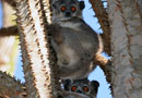 【Sportive Lemurs：イタチキツネザル】