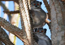 【Sportive Lemurs：イタチキツネザル】