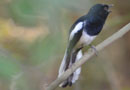 モロンダバ【Crested Drongo：マダガスカル・オウチュウ】