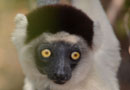 キリンディ保護区【Verreaux's sifaka：シファカ】