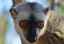 キリンディ保護区【Brown lemurs:ブラウンレミュール】