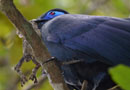 ペリネ保護区・アオジカッコウ（Blue Coua）