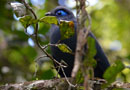 ペリネ保護区・アオジカッコウ（Blue Coua）