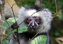 ペリネ特別保護区の森：ディアディム・シファカ　Diademed Sifaka