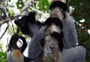 ペリネ特別保護区の森：インドリ・インドリ