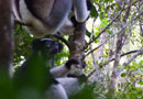 ペリネ特別保護区の森：インドリ・インドリ