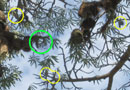 写真説明：バオバブとハタオリと巣