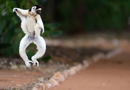 動物写真家・山本つねお：ベローシファカ ベレンティ保護区 / Verreaux's sifaka Réserve Privée de Berenty Madagascar