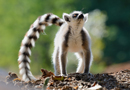 動物写真家・山本つねお：ワオキツネザル ベレンティ保護区 / Ring-tailed Lemur Réserve Privée de Berenty Madagascar