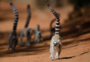 動物写真家・山本つねお：ワオキツネザル ベレンティ保護区 / Ring-tailed Lemur Réserve Privée de Berenty Madagascar