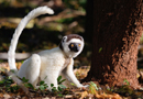 動物写真家・山本つねお：ベローシファカ ベレンティ保護区 / Verreaux's sifaka Réserve Privée de Berenty Madagascar