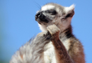 動物写真家・山本つねお：ワオキツネザル ベレンティ保護区 / Ring-tailed Lemur Réserve Privée de Berenty Madagascar