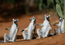 動物写真家・山本つねお：ワオキツネザル ベレンティ保護区 / Ring-tailed Lemur Réserve Privée de Berenty Madagascar