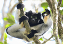 動物写真家・山本つねお：インドリ　“OKサイン”　ペリネ特別保護区 / Indri Réserve spéciale de Périnet Madagascar