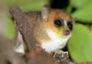 動物写真家・山本つねお：ハイイロネズミキツネザル / Gray mouse lemur　Nahampoana Lodge Madagascar