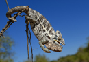 動物写真家・山本つねお：スパイニーカメレオン / Spiny chameleon Madagascar