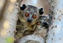 動物写真家・山本つねお：シロアシイタチキツネザル ベレンティ / White-footed Sportive Lemur