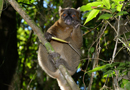 動物写真家・山本つねお：ヒロバナジェントルキツネザル　ラヌマファナ国立公園 / Greater bamboo lemur　Ranomafana National Park Madagascar