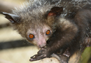 動物写真家・山本つねお：アイアイ　チンバザザ動物園 / Aye-aye　Tsimbazaza Zoo Madagascar