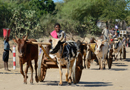動物写真家・山本つねお：ゼブ牛車 / Madagascar
