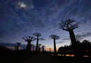 動物写真家・山本つねお：夜明けのバオバブ街道 / Baobab street at sunrise Madagascar