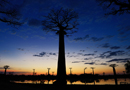 動物写真家・山本つねお：夜明けのバオバブ / Baobab at sunrise Madagascar