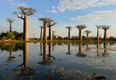動物写真家・山本つねお：バオバブ / Baobab Madagascar