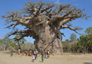 動物写真家・山本つねお：ツイタカクイケ　　バオバブ / Tsitakakoike Baobab Madagascar