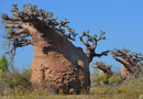 動物写真家・山本つねお：バオバブ / Baobab Madagascar