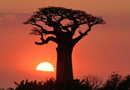 動物写真家・山本つねお：夕暮れのバオバブ / Baobab sunset Madagascar