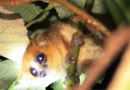 山崎さんのハネムーンその1：ナイトサファリで発見したブラウンネズミキツネザル