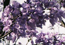 山崎さんのハネムーンその1：ジャカランダの花