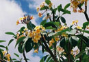 山崎さんのハネムーンその2：プルメリアの花