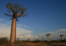 山崎さんのハネムーンその3：マダガスカルの雄大な地にずっしり立つバオバブ